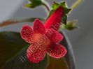 Kohleria Cybele