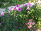 DSCF2041