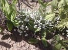Balusca (Ornithogalum umbellatum), planta numita steaua din Betleem