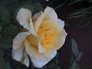 DSC01896