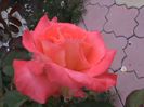 DSC01906
