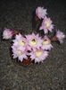 Echinopsis seara> 5.07.013
