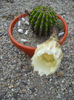 Echinopsis Alb> Multumesc Coralia!