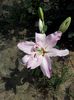Crin Josephine