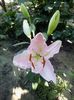Crin Josephine