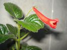 Red Raindrops