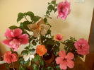 hibiscus grup