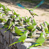 poze net monk parakeet
