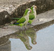 poze net monk parakeet