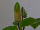 Sinningia EW s Pink Pearl