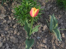 DSCF8746