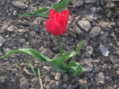 DSCF8751