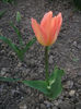 DSCF8770