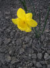 DSCF8774