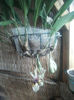 orhideee 3