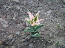 DSCF8853