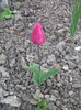 DSCF8864