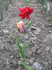 DSCF8866