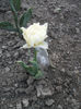 DSCF8867