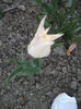 DSCF8875