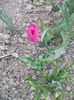 DSCF8876