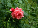 DSCN5137
