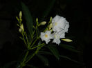 DSCN5182