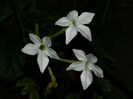 DSCN5183