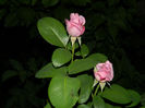 DSCN5184