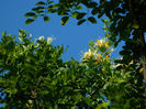 DSCN5294