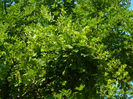 DSCN5295