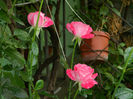 DSCN5337