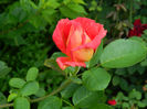 DSCN5344