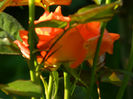 DSCN5347