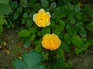 DSCN5348