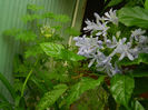 DSCN5353