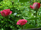 DSCN5361