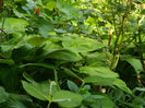 DSCN5367