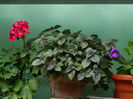 DSCN5372