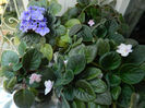 DSCN5373