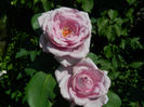 DSCN5382