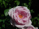 DSCN5383