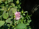 DSCN5386
