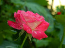 DSCN5387
