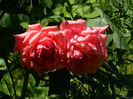 DSCN5389