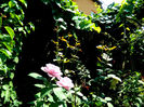 DSCN5399