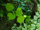 DSCN5410