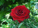 Baccara