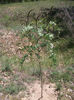 Amorpha fructiosa 13-05-2013