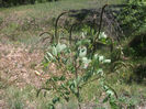 Amorpha fructiosa 13-05-2013